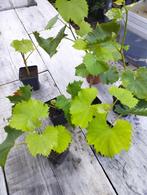 Druif druivenblad druivelaar stekken Vitis Muscat White, Minder dan 100 cm, Overige soorten, Volle zon, In pot