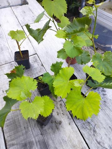 Druif druivenblad druivelaar stekken Vitis Muscat White beschikbaar voor biedingen