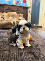 Shih Tzu pupjes, Dieren en Toebehoren, Honden | Chihuahua's en Gezelschapshonden, België, Overige rassen, CDV (hondenziekte), 8 tot 15 weken