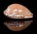 Schelpen: Cypraea comptonii 19,8mm (Gem-) Australië, Ophalen of Verzenden, Schelp(en)