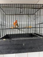 Te koop top zangers putter x kanarie mannen, Mannelijk, Wildzangvogel