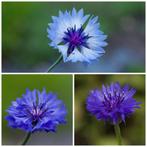 Zaden korenbloem mix (Centaurea cyanus), Ophalen of Verzenden, Voorjaar, Volle zon, Zaad