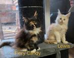 Maine coon kittens, Dieren en Toebehoren, Katten en Kittens | Raskatten | Langhaar, Meerdere dieren, Gechipt, 0 tot 2 jaar
