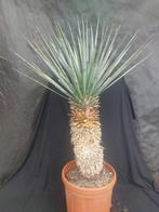 Yucca rigida 3, 110 cm, stam 55 cm, Ophalen of Verzenden, Vaste plant, Overige soorten, Volle zon