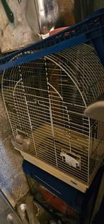 4 vogels kanaries kooien, Ophalen of Verzenden