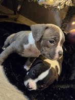 American bully pocket pups, Dieren en Toebehoren, Honden | Bulldogs, Pinschers en Molossers, 8 tot 15 weken, Bulldog, Meerdere