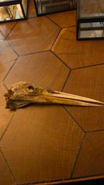 Reiger schedel, Verzamelen, Dierenverzamelingen, Ophalen of Verzenden, Zo goed als nieuw, Schedel