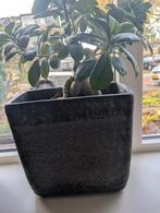 Bloempotten van Intratuin, Ophalen