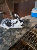 Jonge konijnen mannetjes 50 % rex, Dieren en Toebehoren, Knaagdieren, Augustus, Mannelijk, Overige typen