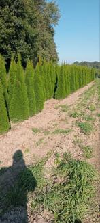 Thuja smaragd, Tuin en Terras, Ophalen, Conifeer, 100 tot 250 cm