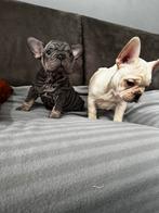 Franse Bulldog ( laatste 2 puppy's), Dieren en Toebehoren, Parvo, 8 tot 15 weken, Bulldog, Meerdere