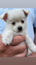 Pomeriaan Kruising Pups, Dieren en Toebehoren, Rabiës (hondsdolheid), Overige rassen, 8 tot 15 weken, Meerdere