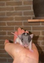 Twee dumbo ratjes / rittens (vrouwtjes), Dieren en Toebehoren, Knaagdieren, Rat, Vrouwelijk, Tam, Oktober
