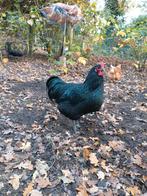 Jong Australorp haantje 7 maanden oud, Dieren en Toebehoren, Pluimvee, Mannelijk, Kip