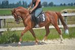 Knappe allround ruin, Dieren en Toebehoren, Pony's, E pony (1.48m - 1.57m), B, Ruin, 3 tot 6 jaar