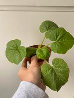 Bio pompoen stekjes, Ophalen of Verzenden, Zomer, Groenteplanten, Volle zon