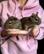 Twee lieve tamme degoes bubbles en babbel zoeken nieuw thuis, Dieren en Toebehoren, Maart, Mannelijk, Overige typen, Tam