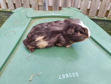 Super lieve jonge cavia's te koop