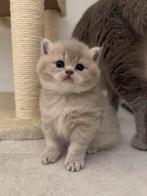 Britse korthaar 4 prachtige kittens!, Dieren en Toebehoren, Ontwormd