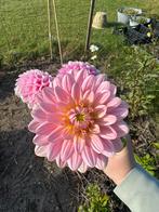 Dahlia zaden, Tuin en Terras, Bloembollen en Zaden, Ophalen of Verzenden, Volle zon