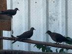 Nestkoppel Parelhalstortels, Meerdere dieren, Postduif