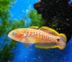pauwooggrondel €5,95, Dieren en Toebehoren, Vissen | Aquariumvissen, Vis, Zoetwatervis