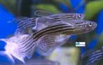 Zebra Danio "Long Fin", Dieren en Toebehoren, Vis, Zoetwatervis, Schoolvis