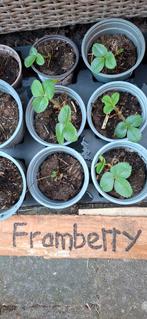 Aardbei plantjes, framberry, cherry berry,, elianny en grote, Ophalen of Verzenden