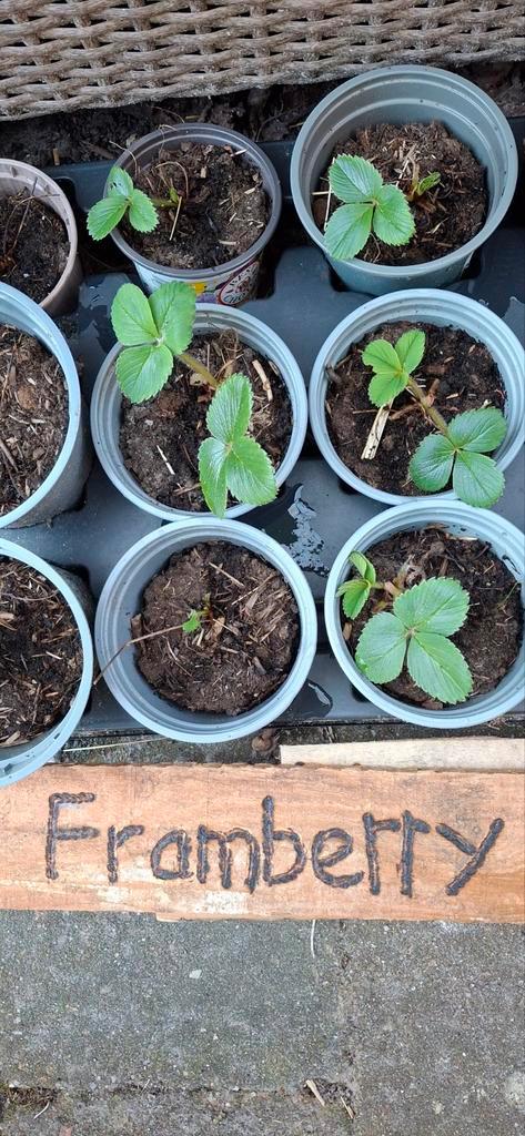 Aardbei plantjes, framberry, cherry berry,, elianny en grote, Tuin en Terras, Planten | Tuinplanten, Ophalen of Verzenden