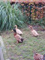 Trio orpington eend, Dieren en Toebehoren, Pluimvee, Meerdere dieren, Eend