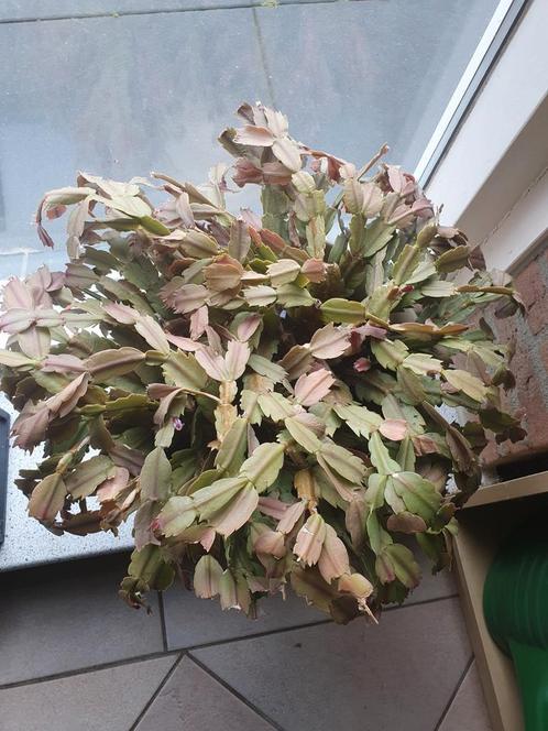 Lidcactus, Huis en Inrichting, Kamerplanten, Ophalen