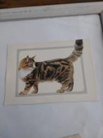 KAT.  MAIN COON, Ophalen of Verzenden, Overige thema's