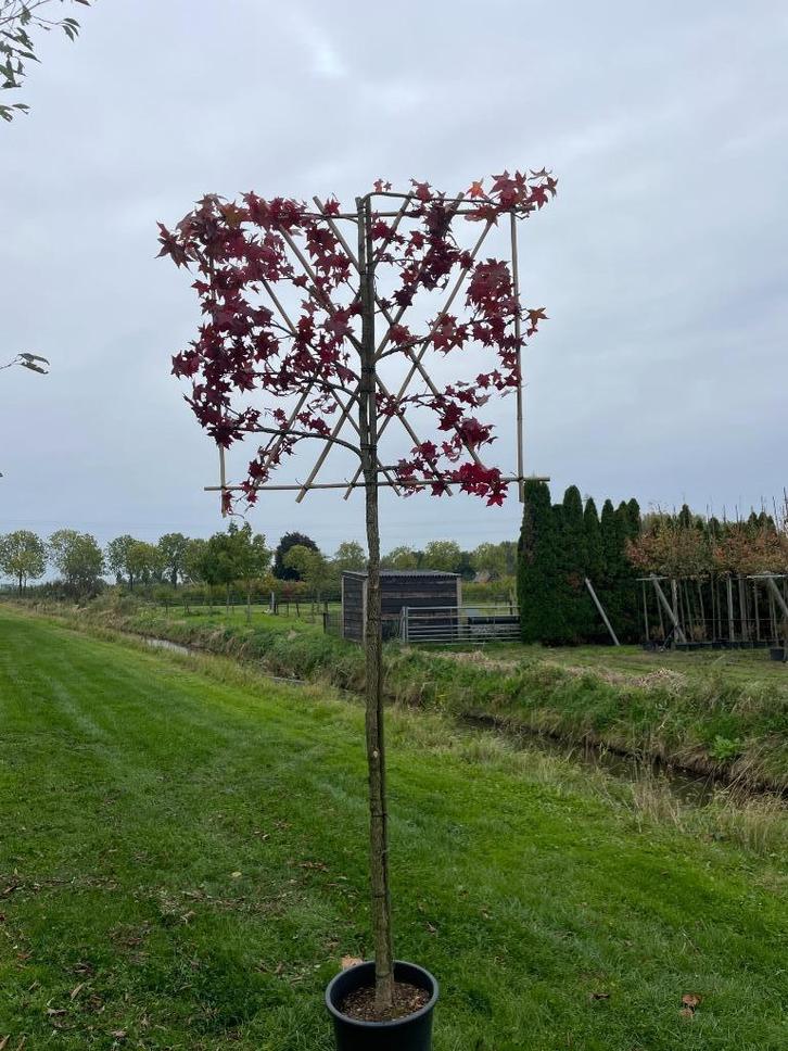 leibomen, Tuin en Terras, Planten | Bomen, Leiboom, 100 tot 250 cm, Volle zon, Lente, In pot, Ophalen of Verzenden