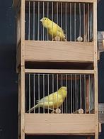 Kanaries 1 koppel Harzers Man en Pop. En één Man ., Dieren en Toebehoren, Vogels | Kanaries, Meerdere dieren, Kleurkanarie