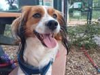 Kooiker dekreu aangeboden, Dieren en Toebehoren, Reu, Eén hond, 3 tot 5 jaar, Nederland