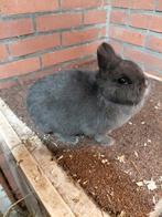 Kleurdwerg blauw, Vrouwelijk, Dwerg, 0 tot 2 jaar