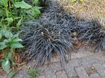 Zwart gras (Ophiopogon planiscapus 'Niger') Siergras . Verz., Volle zon, Vaste plant, Siergrassen, Ophalen of Verzenden