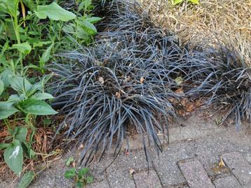Zwart gras (Ophiopogon planiscapus 'Niger') Siergras . Verz. beschikbaar voor biedingen
