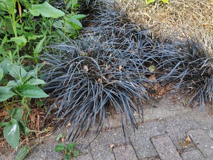 Zwart gras (Ophiopogon planiscapus 'Niger') Siergras . Verz., Tuin en Terras, Planten | Tuinplanten, Vaste plant, Siergrassen
