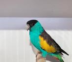 GEZOCHT: Hooded parkiet man of koppel (op kleur), Dieren en Toebehoren, Mannelijk, Parkiet