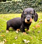 Dwerg teckel pup reutje 8 weken, Dieren en Toebehoren, Parvo, Reu, 8 tot 15 weken, Korthaar