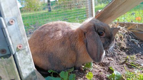 2 lieve konijntjes + spullen, Dieren en Toebehoren, Konijnen, Middelgroot, Meerdere dieren, 3 tot 5 jaar, Hangoor