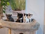 Mooie jonge zwart witte poesjes/ kittens katertjes, Dieren en Toebehoren, Meerdere dieren, Kortharig, 0 tot 2 jaar