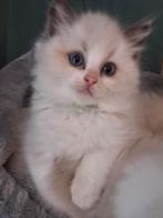 Prachtige ragdoll kittens met stamboom, Meerdere dieren, Met stamboom