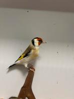 2-2 grote putters, Dieren en Toebehoren, Vogels | Overige Vogels, Meerdere dieren, Wildzangvogel, Geringd