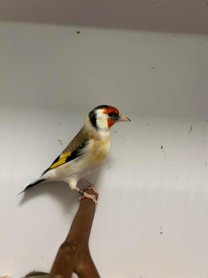 2-2 grote putters, Dieren en Toebehoren, Vogels | Overige Vogels, Wildzangvogel, Meerdere dieren, Geringd