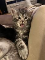 Maine Coon Kitten, Dieren en Toebehoren, Meerdere dieren, Langharig, 0 tot 2 jaar