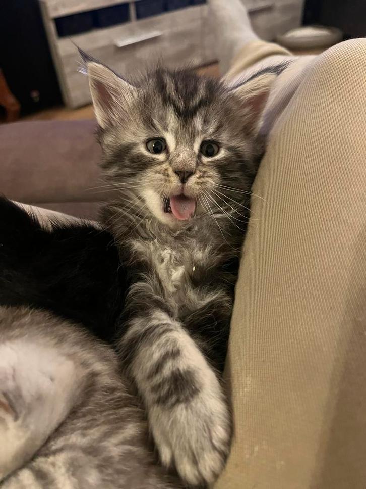 Maine Coon Kitten, Dieren en Toebehoren, Katten en Kittens | Overige Katten, Langharig, Meerdere dieren, 0 tot 2 jaar