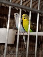 Div blackwing groen tt waardig en zuiver, Dieren en Toebehoren, Vogels | Parkieten en Papegaaien, Meerdere dieren, Parkiet