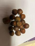 Amerikaanse eikels gesorteerd, Ophalen of Verzenden, Zaad